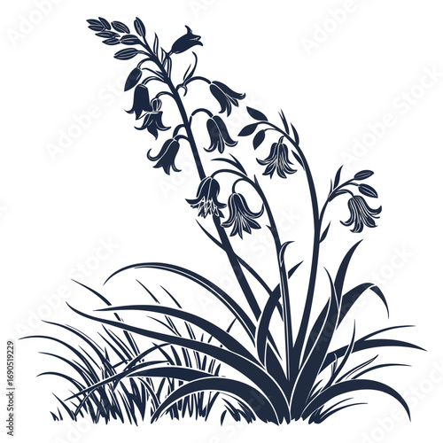black and white  hyacinthoides hispanica excelsior