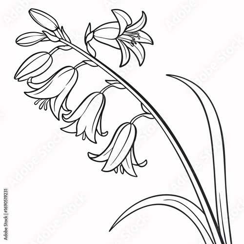  hyacinthoides hispanica excelsior on white background 