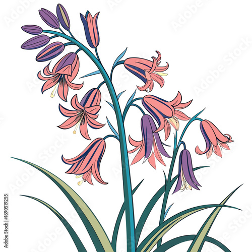  hyacinthoides hispanica excelsior with leaves