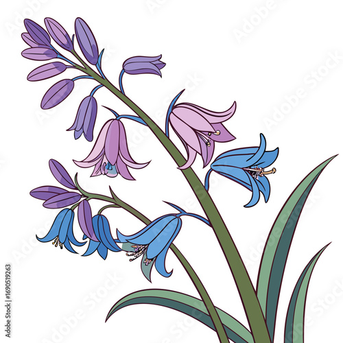  hyacinthoides hispanica excelsior on white background 