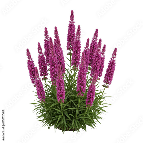 Isolated vibrant blazing star plant with transparent backdrop showcasing delicate pink blooms