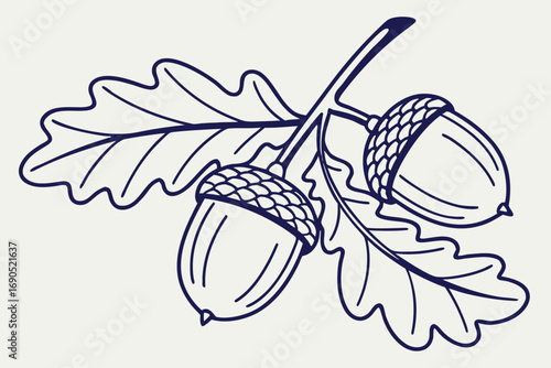 Illustration of oak branch with acorns, featuring detailed line work and a simple color palette for a classic, natural aesthetic