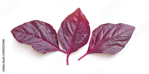 Three vibrant purple leaves of a red amaranth plant are arranged on a white background. The leaves have a deep burgundy color with prominent veins. The stems are thin and green. 