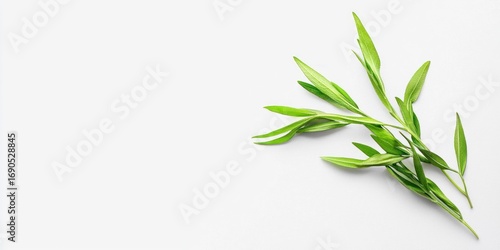 A sprig of fresh rosemary rests on a white surface, with a blurred white background. The rosemary branch is angled diagonally across the frame, showcasing its vibrant green leaves.