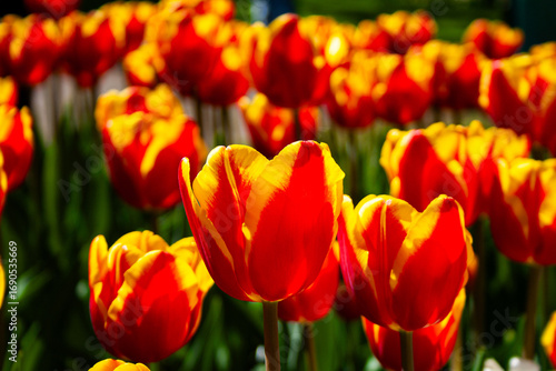 yellow and red tulips