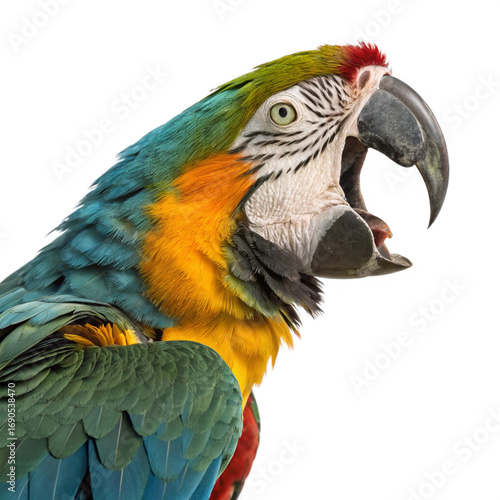 Vibrant macaw parrot with beak open, displaying striking blue, yellow, and green plumage
