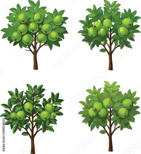 Collection of guava trees with green leaves and fruits, tropical fruit plant illustration, organic farming concept, vector clipart set