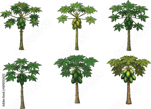 Papaya fruit trees with ripe green papayas and broad leaves, tropical farming plant illustration for agricultural, botanical, and organic design