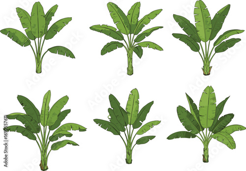 Set of tropical banana plants with green leaves, ideal for farming, botanical, agriculture, gardening, jungle, and tropical designs