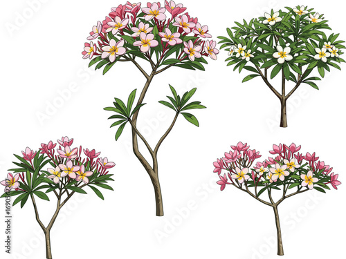 Tropical frangipani trees, pink and white plumeria blossoms, exotic flowering plants, lush green foliage, botanical garden illustration, vector art