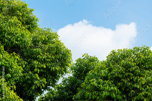 Green leaf with clouds and blue sky. background