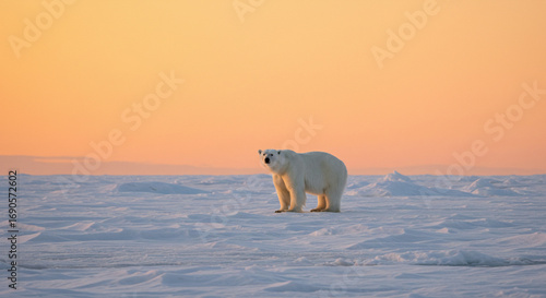 Arctic Majesty: Polar Bear at Sunset, Serene Winter Landscape