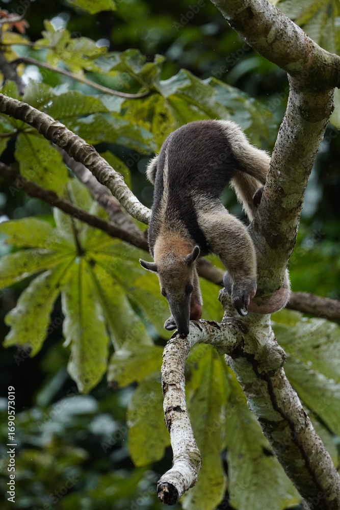 Fototapeta premium Anteater in the Corcovado Nationalpark, Costa Rica