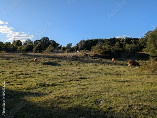 Cows Grazing on Green Hill Pasture under Blue Sky, Rural Summer Landscape