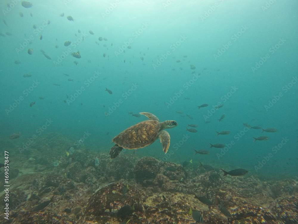 Fototapeta premium Sea turtle under water in the Galpagos