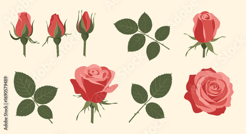 Collection of budding and blooming rose flowers with green leaves botanical elements illustration