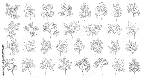 Collection of delicate botanical illustrations of various leafy branches and sprigs rendered in a simple line art style
