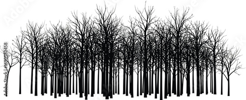 Dense bare trees silhouette, forest scene, woodland