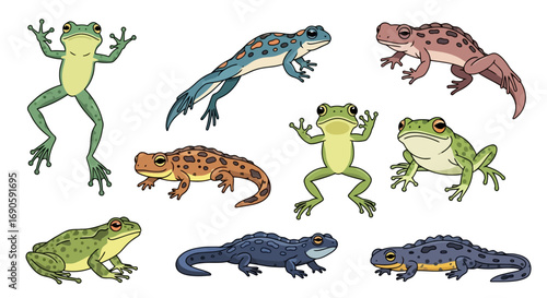 Collection of Amphibians - Frogs, Toads, and Newts.