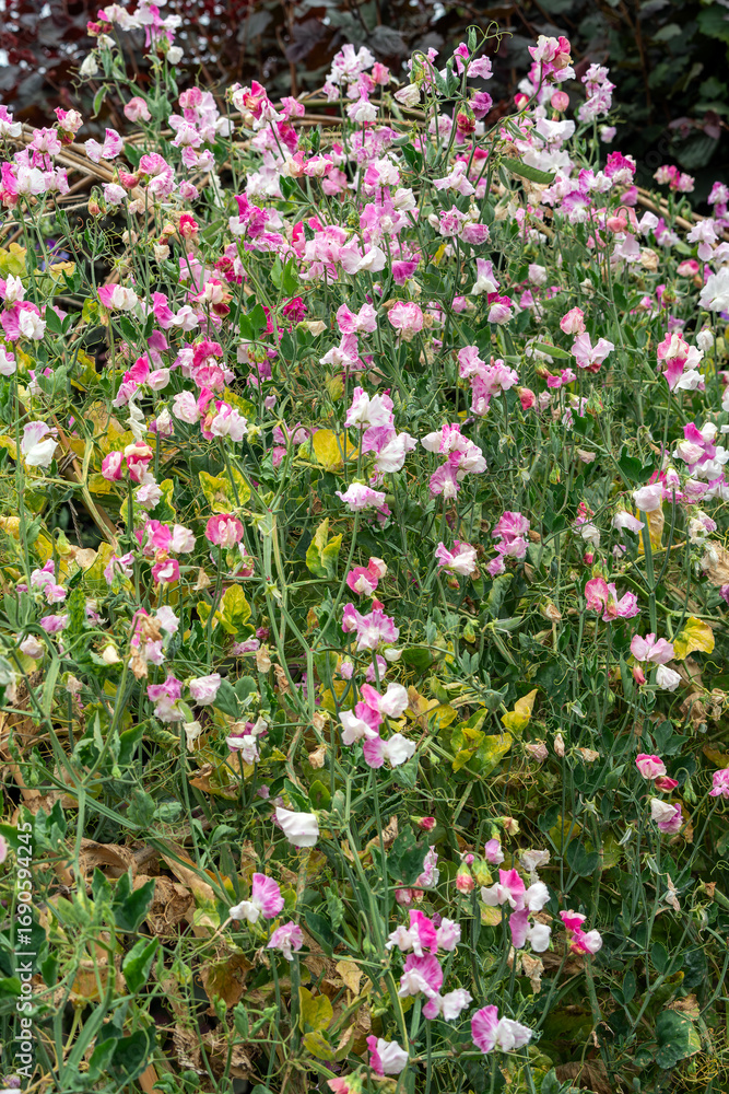 Naklejka premium Lathyrus odoratus 'Painted Lady' a summer flowering plant with a pink and white summertime flower commonly known as sweet pea, gardening stock photo image