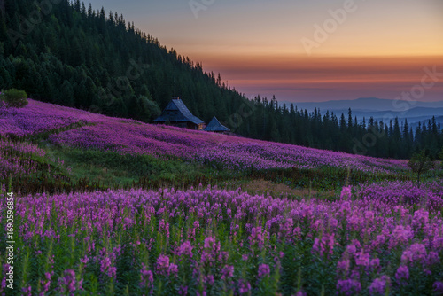 Purple wildflower field at sunset in mountain landscape