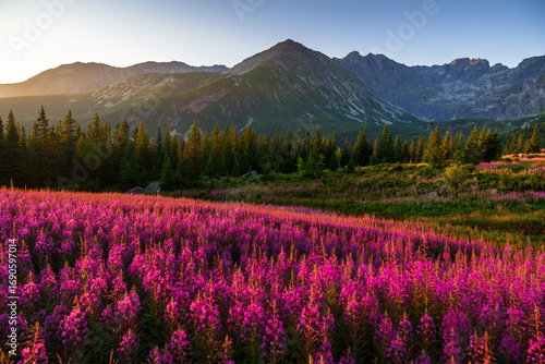 Mountain landscape with pink wildflowers