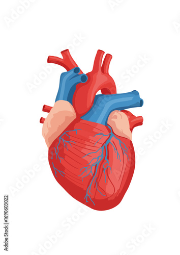 Heart Anatomy Illustration