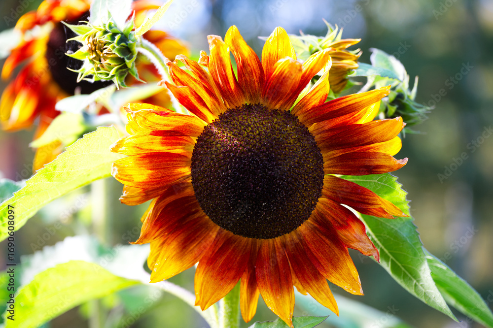 Naklejka premium sunflower closeup