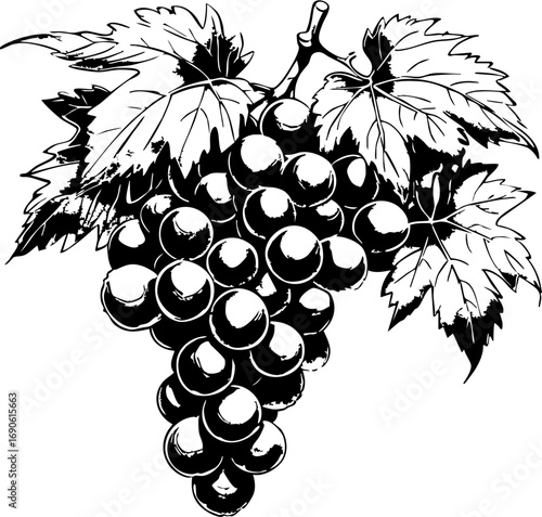 Harvesting grapes vineyard nature close-up wine production process