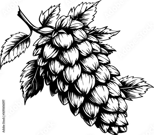 Hop cone harvesting event farm agricultural field close-up craft brewing