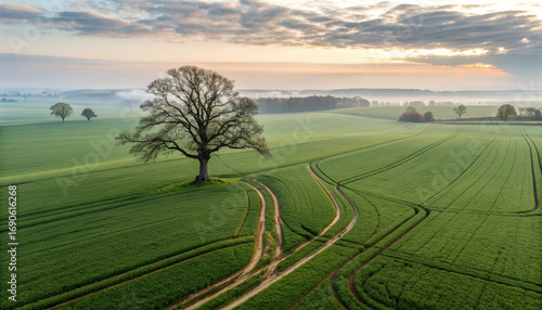 Aerial view of a green field with a tree at sunrise in the countryside
