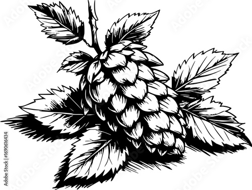 Harvesting hops agricultural event in a hop field graphic close-up view nature for brewing industry