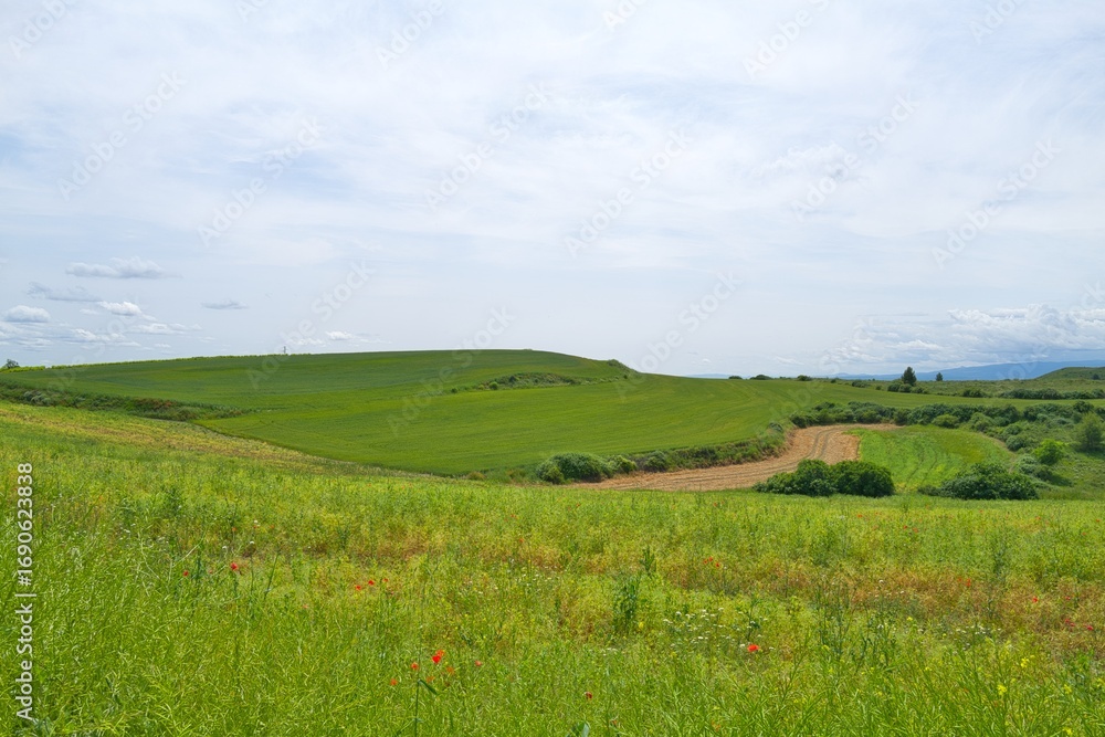 Fototapeta premium 자연 목초 경작 녹색 들판 하늘 구름 아웃도어