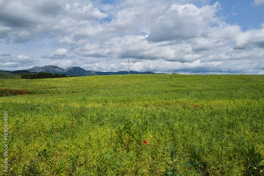 Obraz premium 자연 목초 경작 녹색 들판 하늘 구름 아웃도어