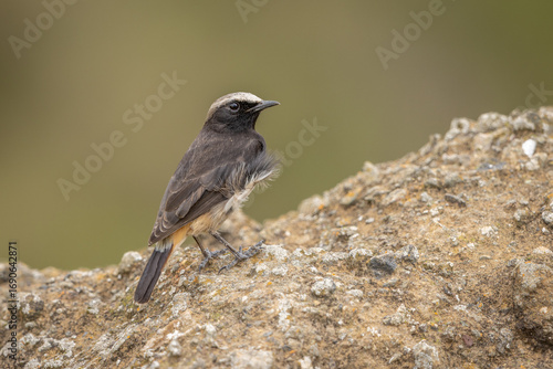 Abyssinian black wheatear perched on a cliff
