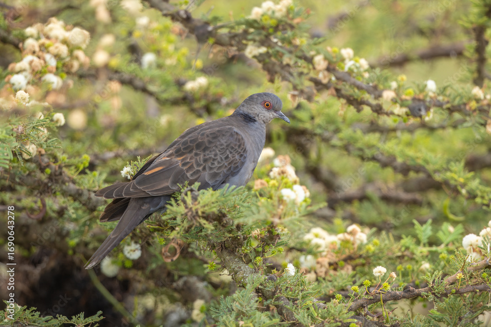 Fototapeta premium Dusky Turtle Dove perched in a tree 