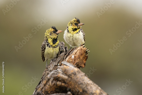 D'Arnaud's Barbet pair sitting on a tree stump