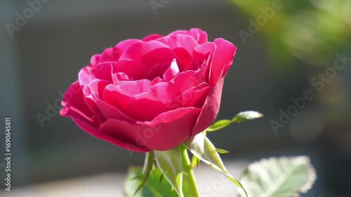 Flower Petals Opening and Closing in Rhythmic Breath