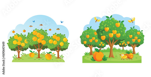 Citrus orchard with ripe oranges hanging from leaf vector art set design illustration