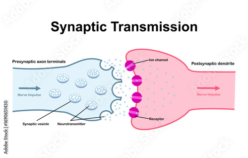 Synaptic transmission. Neurotransmission. Nerve impulse transition from presynaptic neuron to postsynaptic neuron. Neurotransmitter release from synaptic vesicle. Ligand gated channel. Vector.