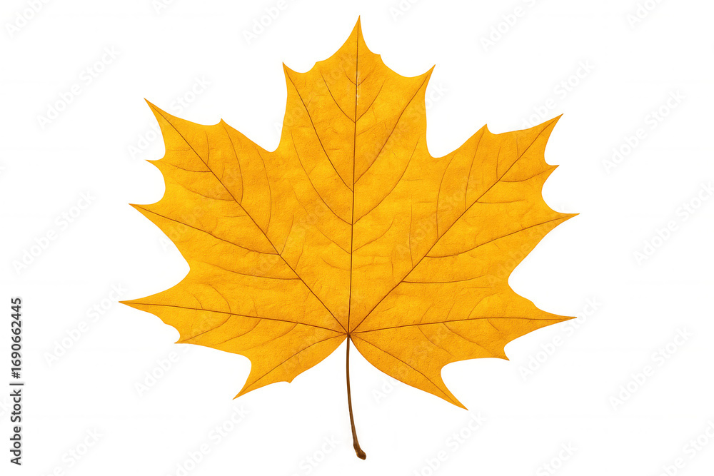 Fototapeta premium Close-up of a single, vibrant yellow maple leaf set against a transparent background, capturing the essence of autumn