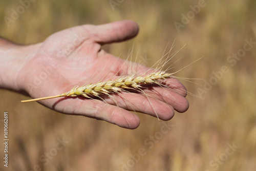 Farmers hand holding a golden wheat stalk