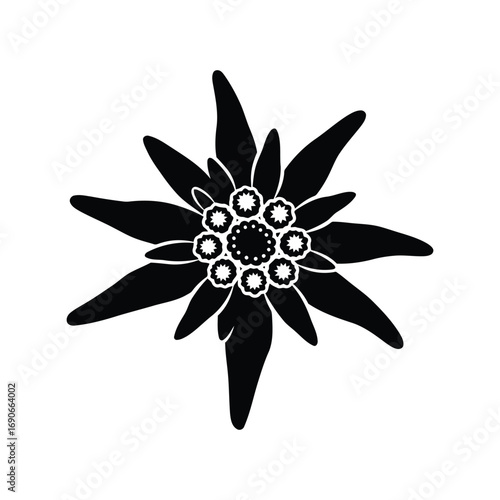 Elegant edelweiss flower silhouette vector symbol nature alpine floral icon vector