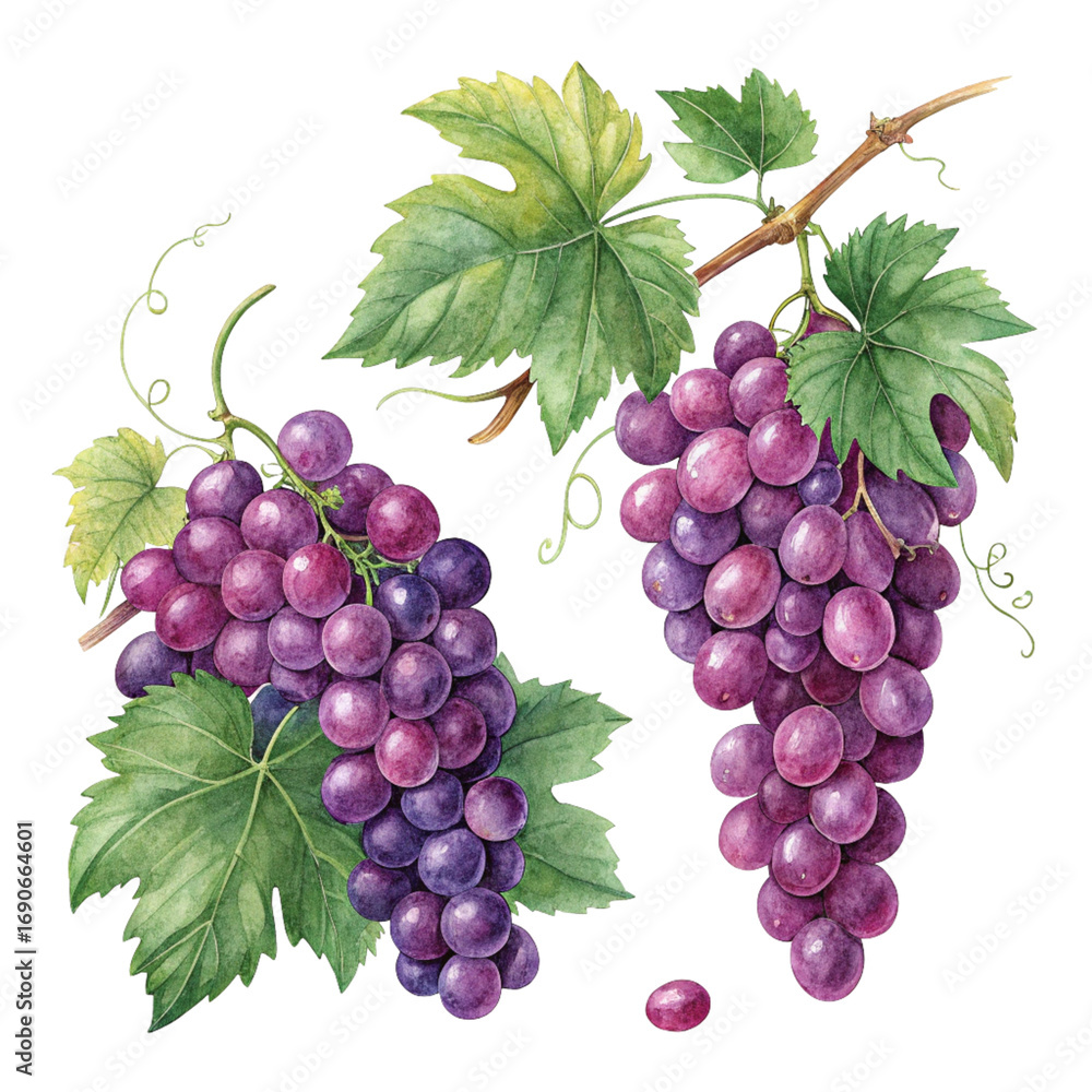 Fototapeta premium Watercolor Grapes on a Vine