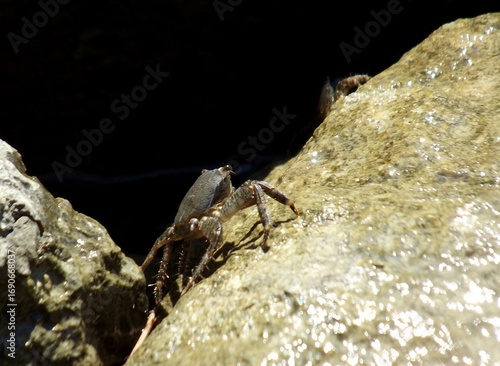A crab on a wet stone. Sea animal.