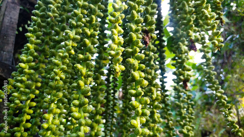 Young fruit of the arenga pinnata palm tree
