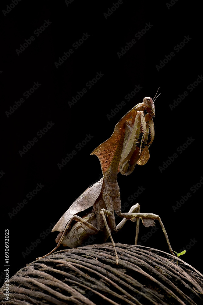 Fototapeta premium Devil praying mantis on a black background