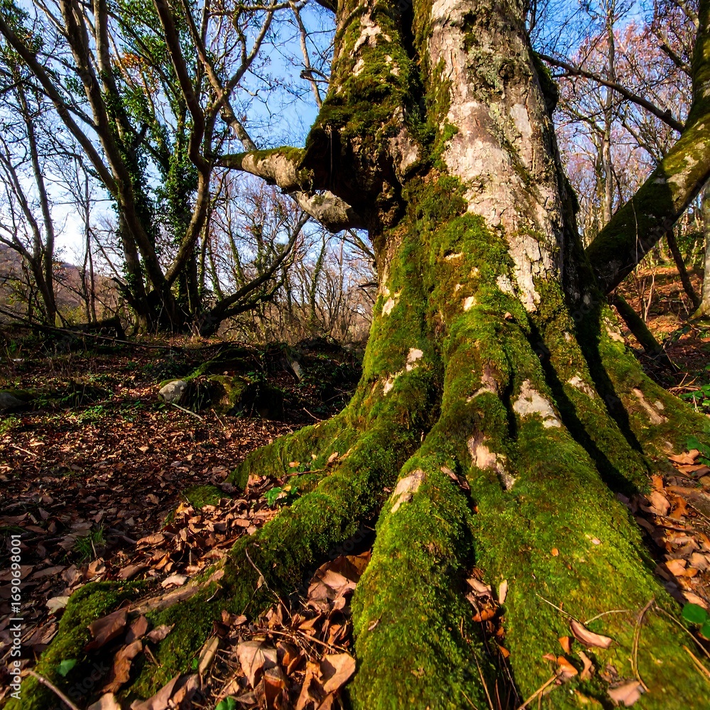 Fototapeta premium Mossy tree roots in a forest