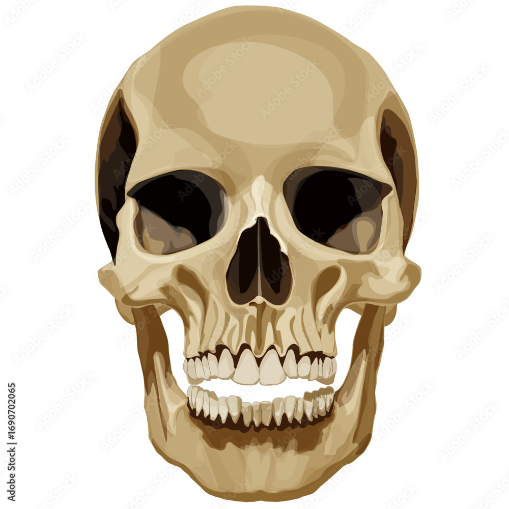 Obraz premium Vector illustration of a human skull bone in anatomical style.
