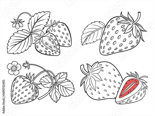coloring page line art the strawberry black vector bundle